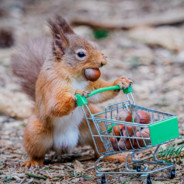 i am peanut