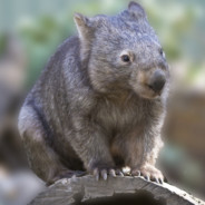 Wombat's Avatar