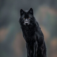 Wolfchant