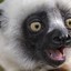 Mr.Lemur