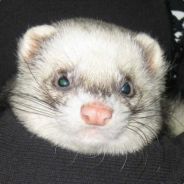 Weasel's Avatar