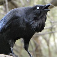 Raven