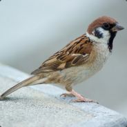 Ricky Sparrow