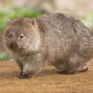 Overweight Wombat avatar