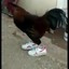 chicken in shoes