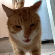 Løve´mis` avatar