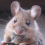PiPo De Kanker Muis
