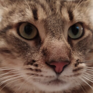 Copenhagen Flames RInGT0N