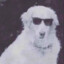 perro con gafas