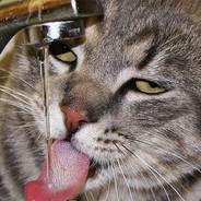 Roi Mustafa's Avatar