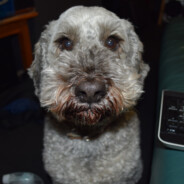 我是來自下方帝國的布's Avatar