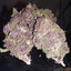 Purple Kush