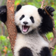 Happy Panda's Avatar