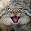 manul