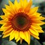 Sunflower Bot