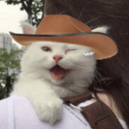 Meowdy
