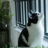 鱼儿