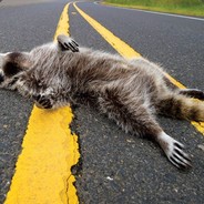 Roadkill's Avatar