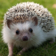 Hedgehog