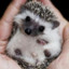 Conilius the Hedgehog