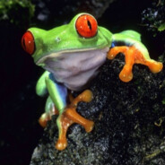 Kryptonfrog avatar