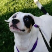Lollie