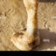 CamelToe