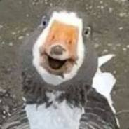 Scapin Le Fourbe's Avatar