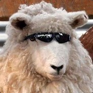 Sheep Wearing SUNGLASSE