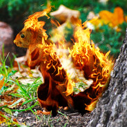 Barbacue Squirrel