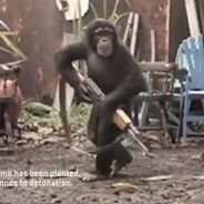 Stupid Baboon