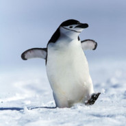 penguin