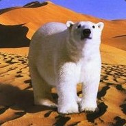 The Polar Bear In Desert
