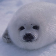 Little Seal's Avatar