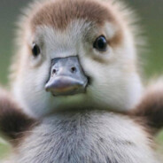 HappyDuckss