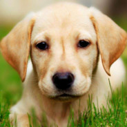 货拉拉拉拉布拉多's Avatar