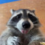 Silly Raccoon