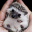 hedgehog