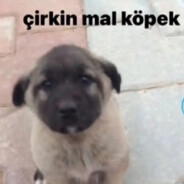 Ayvaz Altun