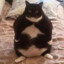 ThickCat