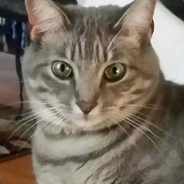 Masterfatcat