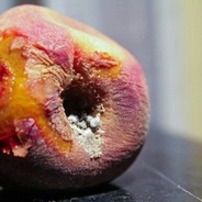 Crusty Peach's Avatar