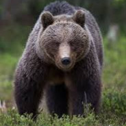 [GGPro]Grizzly