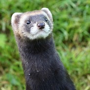POLECAT