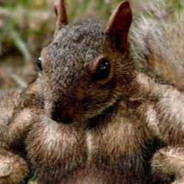 Force-A-Squirrel