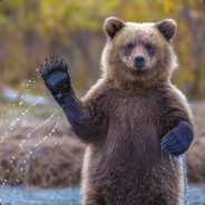 toxicbear's Avatar