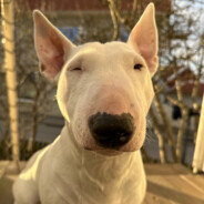 putteh avatar