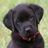 labrador