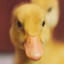 callabunga_