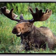 Moose